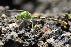 Erpetogomphus