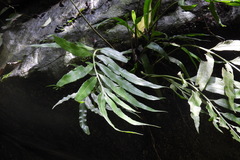Asplenium formosae