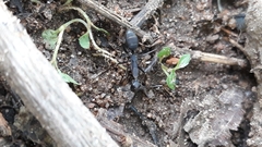 Camponotus angusticollis
