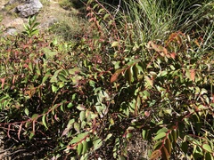 Gaultheria leucocarpa