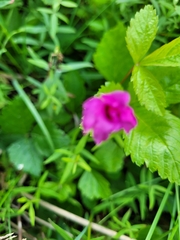 Rubus arcticus acaulis