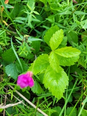 Rubus arcticus acaulis