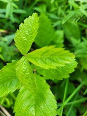 Rubus arcticus acaulis