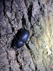 Dorcus hopei hopei