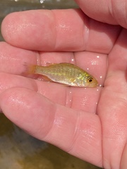 Micropterus dolomieu