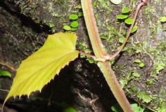 Cissus pteroclada