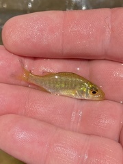 Micropterus dolomieu
