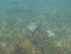 Pseudorhiza haeckeli