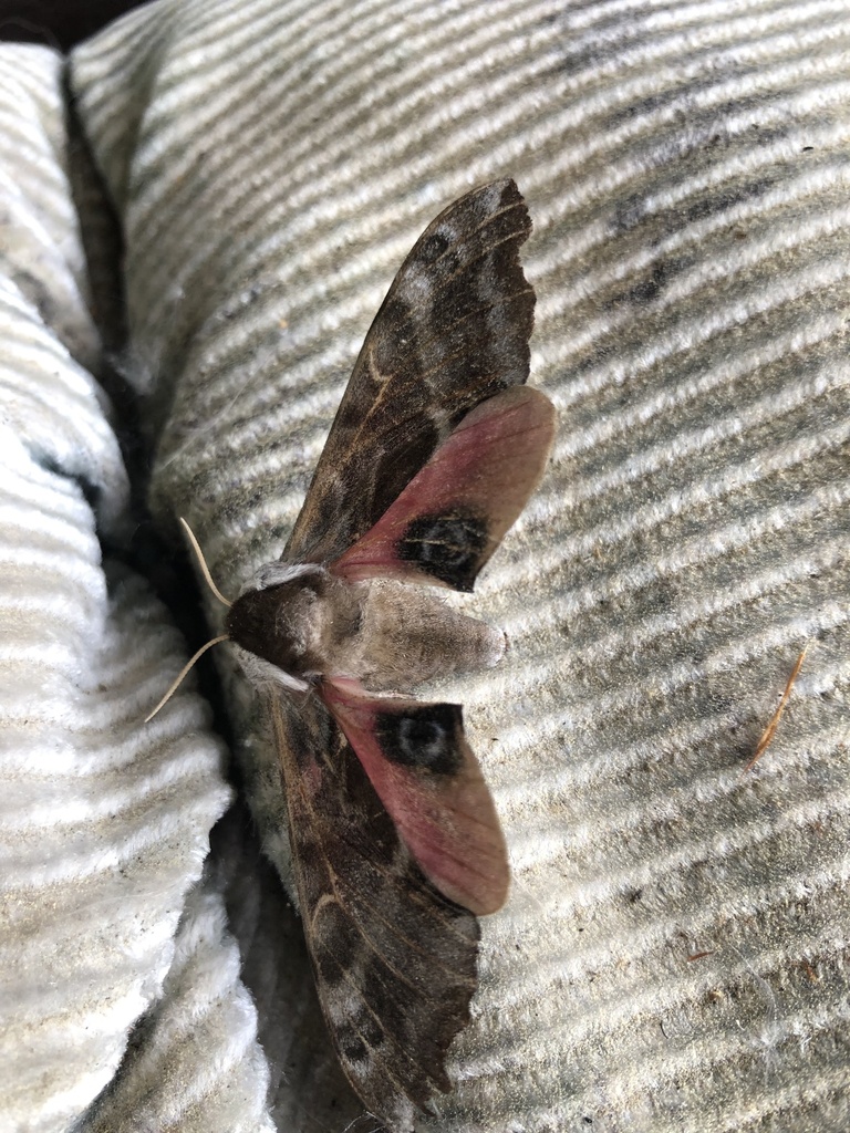 One-eyed Sphinx Moth