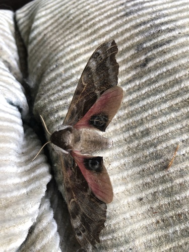 One-eyed Sphinx Moth