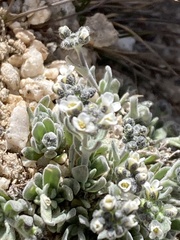 Draba breweri