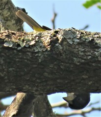 Ploceus bicolor bicolor