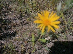 Pentanema britannica