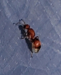 Pseudomethoca sanbornii