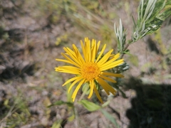 Pentanema britannica