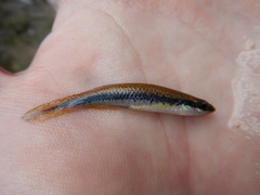 Fundulus olivaceus