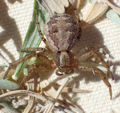 Xysticus locuples