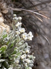 Draba breweri