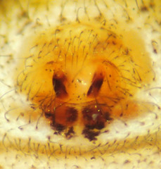 Xysticus locuples