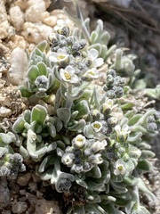 Draba breweri