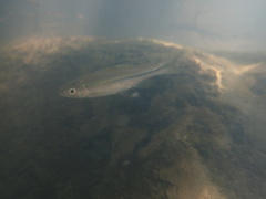Rasbora steineri