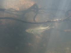 Rasbora steineri