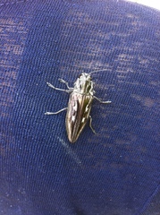 Chalcophora mexicana