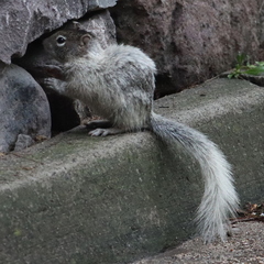 Otospermophilus variegatus