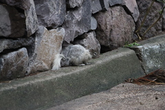 Otospermophilus variegatus