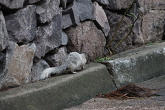 Otospermophilus variegatus