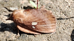 Euthrix albomaculata