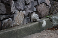 Otospermophilus variegatus