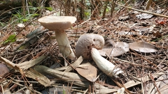 Tylopilus rhoadsiae