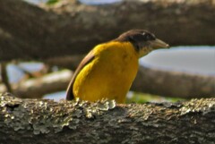 Ploceus bicolor bicolor