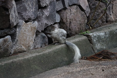 Otospermophilus variegatus