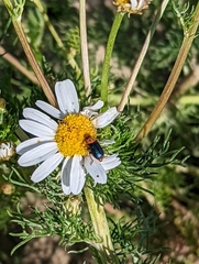 Gastrophysa polygoni