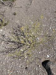 Carsonia sparsifolia