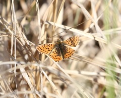 Boloria aquilonaris