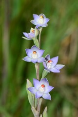 Thelymitra brevifolia