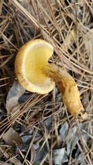 Suillus decipiens