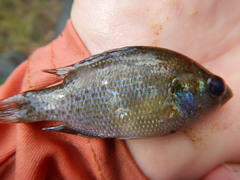 Lepomis miniatus
