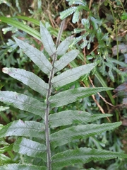 Diplazium pullingeri