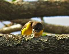 Ploceus bicolor bicolor