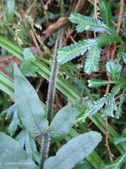Diplazium pullingeri