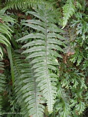 Diplazium pullingeri