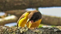 Ploceus bicolor bicolor