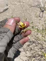 Carsonia sparsifolia