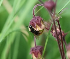 Bombus pratorum