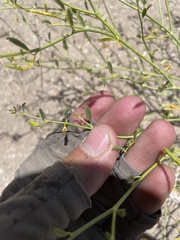Carsonia sparsifolia