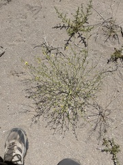 Carsonia sparsifolia